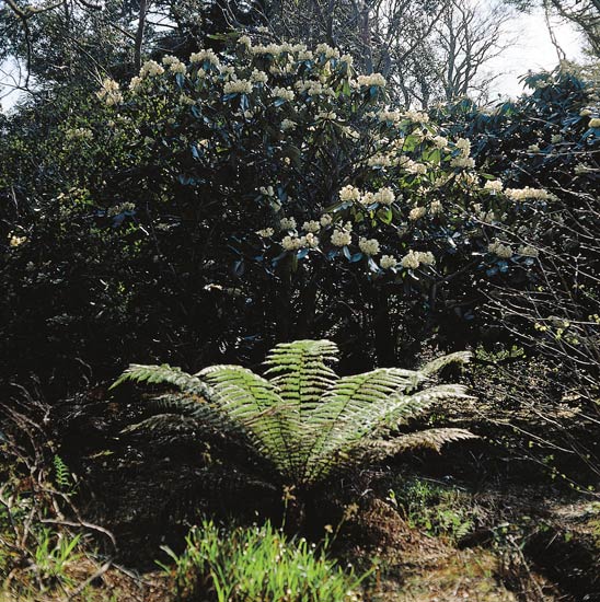 Sino Valley
is guarded by two large plants of R. falconeri