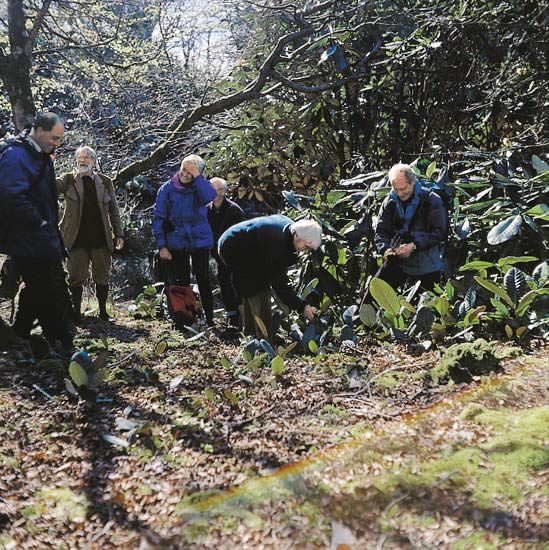 Hundreds of self-sown
seedlings of large-leaved species cover the ground