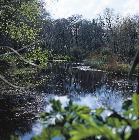 Pond at Colonsay garden