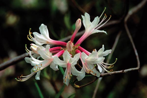 Rhododendron canescens