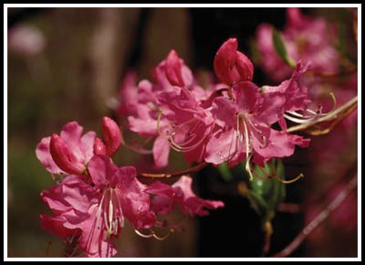 red-flowered R. vaseyi