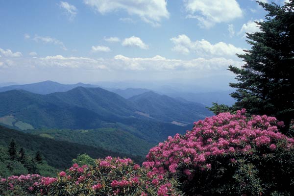 R. catawbiense and view on
Grassy Ridge