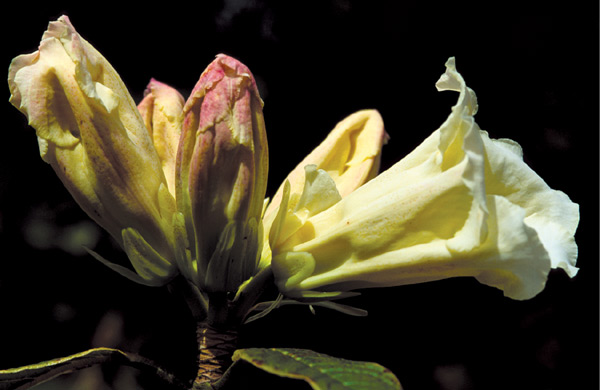 Rhododendron nuttallii