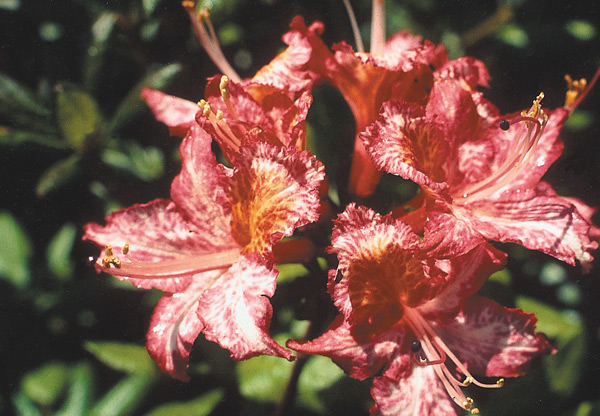 R. occidentale SM 402 showing the change in color
from the usual light pink.