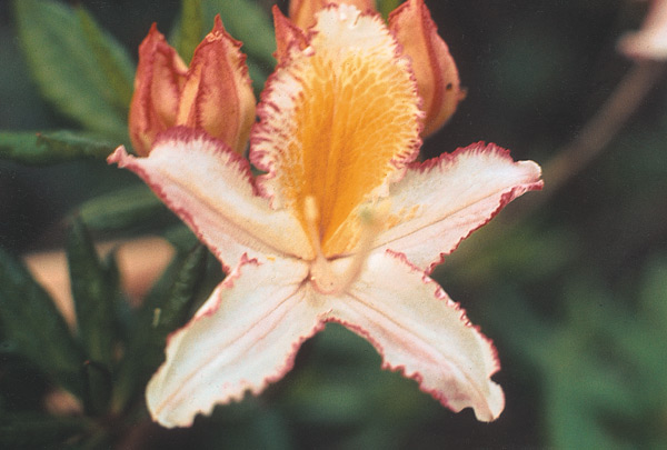 R. occidentale SM 402 with the usual
light pink flowers on the same plant as above.