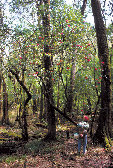 R. tanastylum