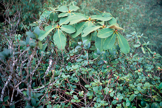 R. sinofalconeri and
R. valentinianum var. oblongilobatum.