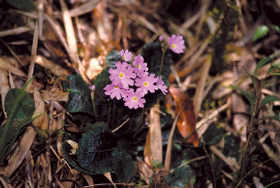 Primula, unidentified.