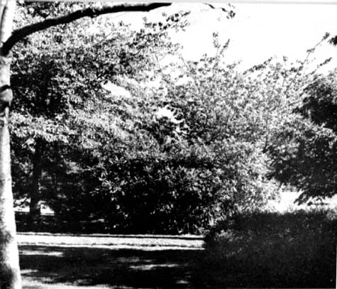 Rhododendron sheltered to the south by a flowering cherry and dogwood.