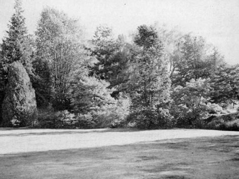 Ttrees sheltering rhododendrons and azaleas on their north sides.