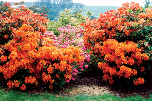 Deciduous azaleas at
Emu Valley Rhododendron Garden.