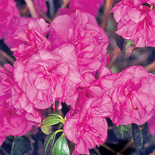 R. 'April Rose'