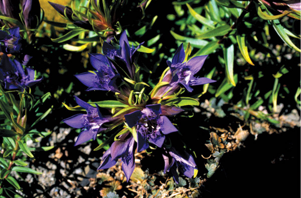 Gentiana paradoxa hybrid?