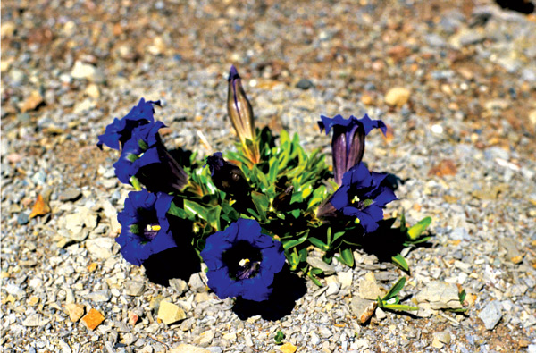 Gentiana acaulis