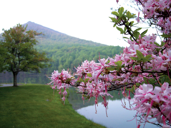 R. periclymenoides
along the lake at the Peaks of Otter Lodge