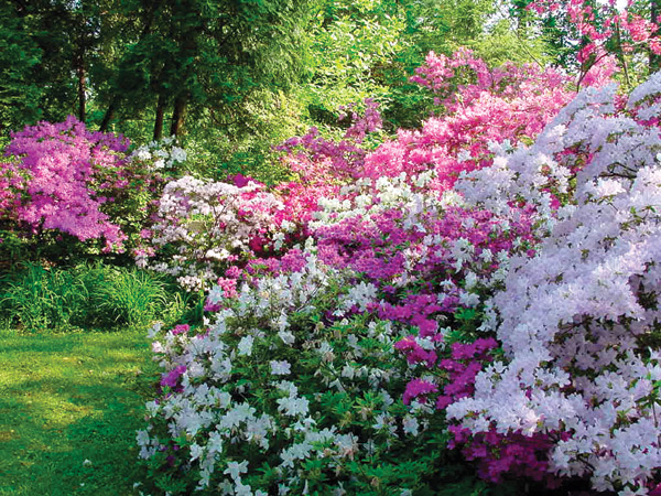 Azaleas in the garden of Dianne
and James Gregg