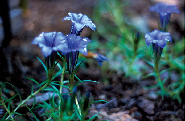 Gentiana sino-ornata
'Kingfisher'