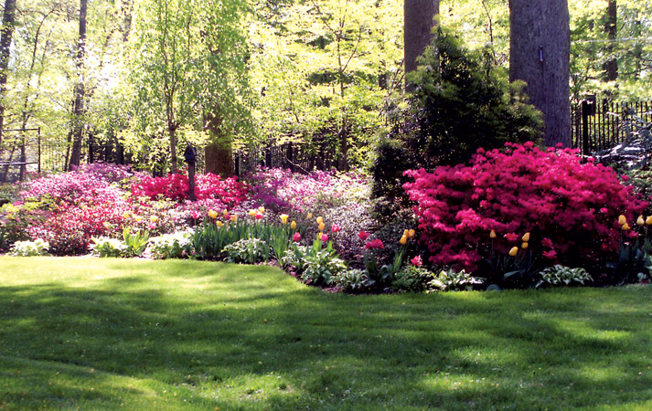 Azaleas in the garden of Glenn and
Nancy Thompson