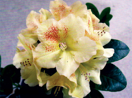 R. 'Ella Carpenter'