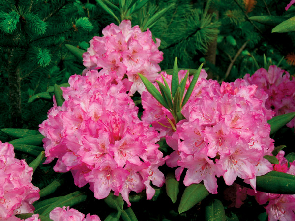 Rhododendron macrophyllum