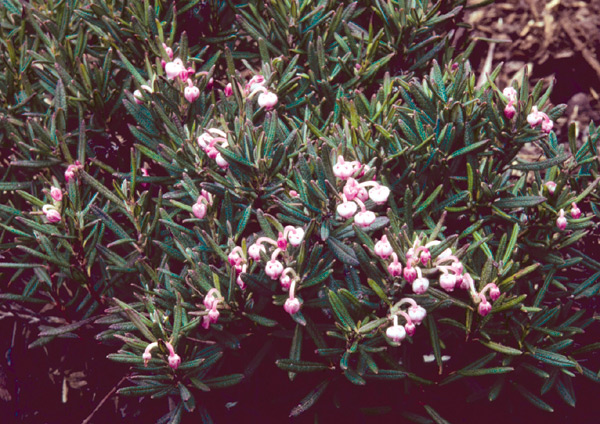 Andromeda polifolia