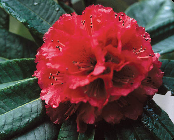 Rhododendron arboreum