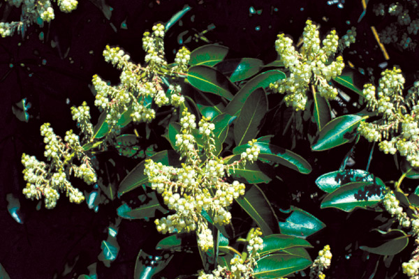 Arbutus menziesii, in flower