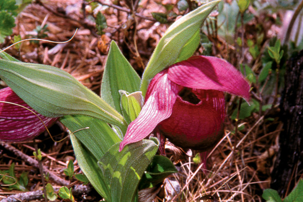 Cypripedium macranthum