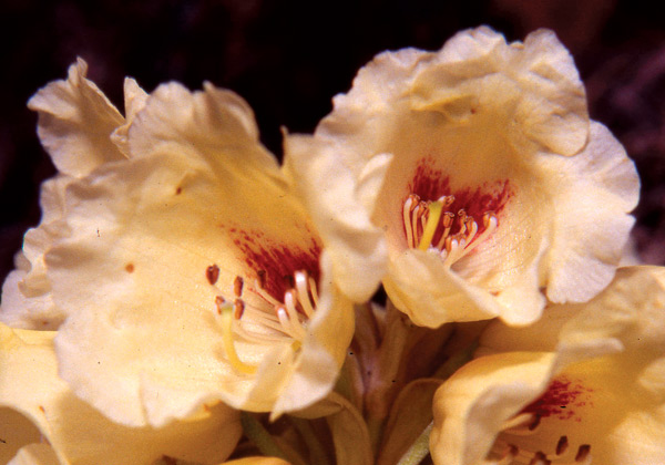 Rhododendron lacteum