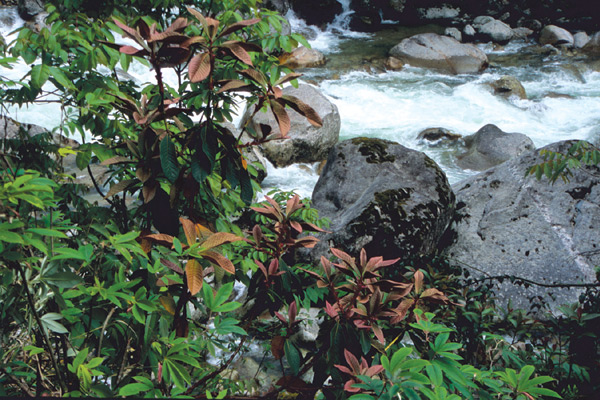 Rhododendron nuttallii