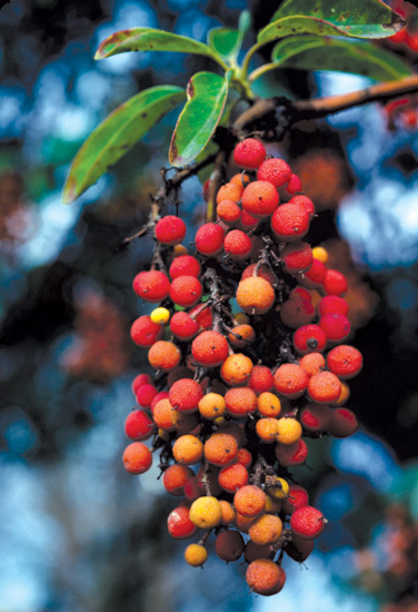 Arbutus menziesii, 
in fruit, resembling miniature oranges