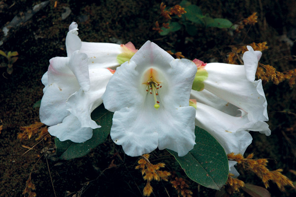 Rhododendron megacalyx