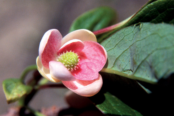 Schisandra sp.