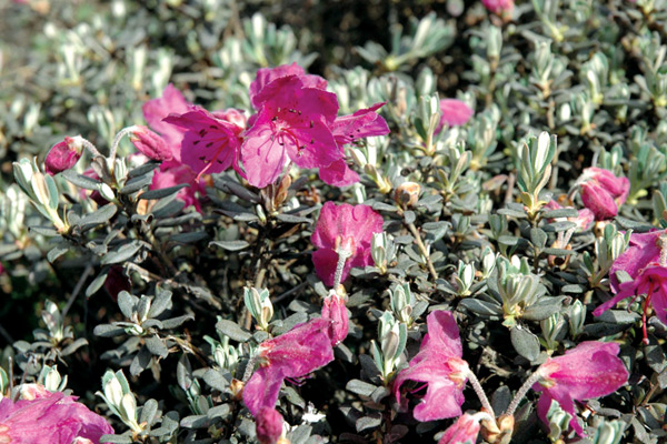 Rhododendron calostrotum ssp. 
calostrotum