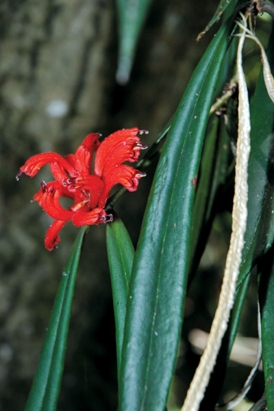 Aeschynanthus tengchungensis