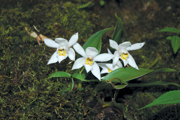 Coelogyne ochracea