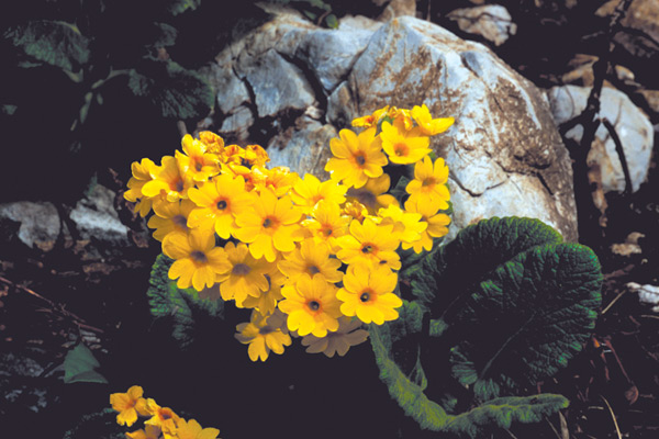 Primula forrestii