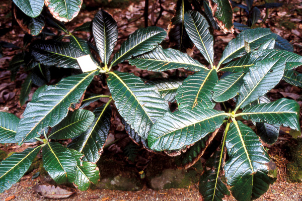 Rhododendron sinogrande