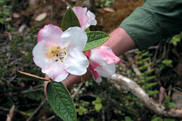 Rhododendron edgeworthii