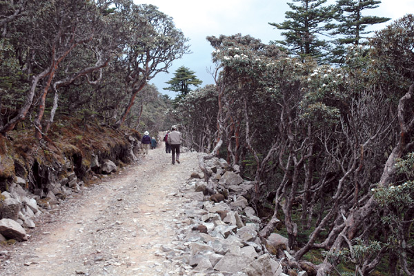 R. roxieanum trees growing along 
road on way to Laojun Shan lodge.