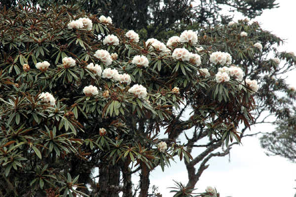 R. roxieanum flowers