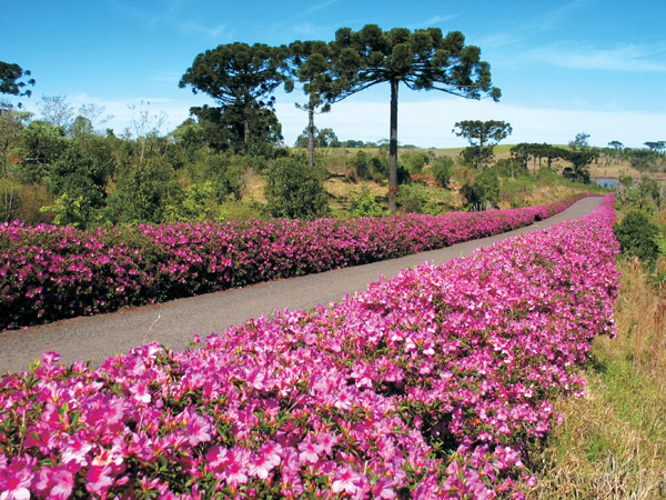 Azaleas and surrounding countryside.