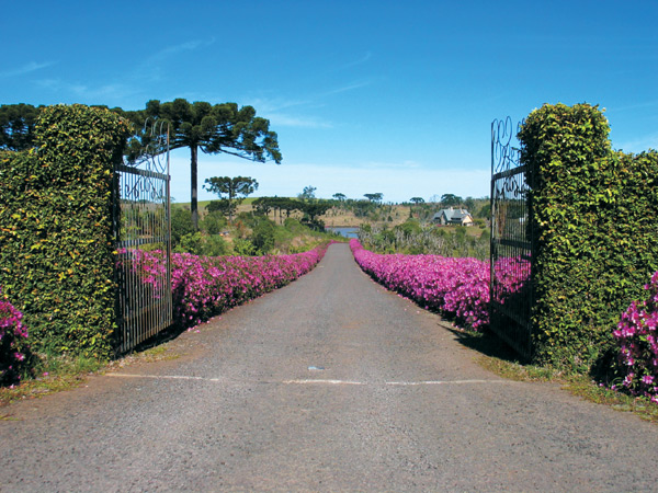 Entrance to Andreis Gardens lined 
with azaleas.