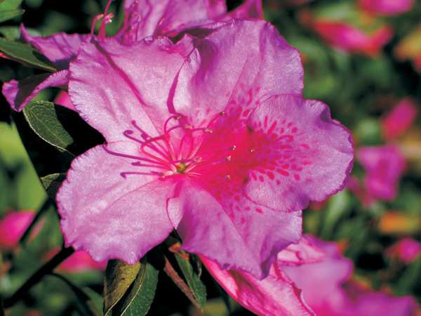 Azalea flower closeup.