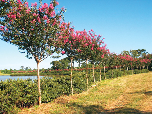 In February a blooming azalea hedge