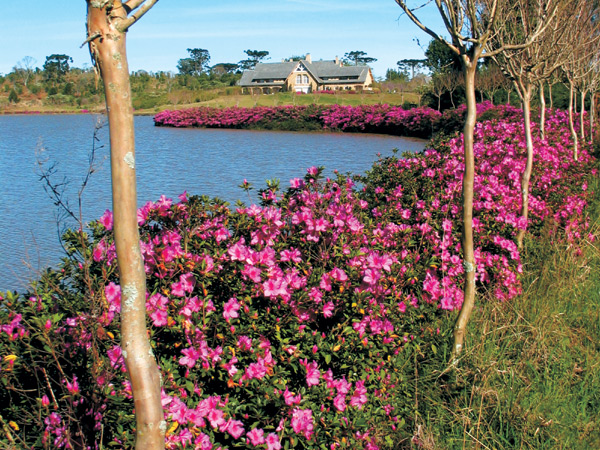 August blooming azaleas