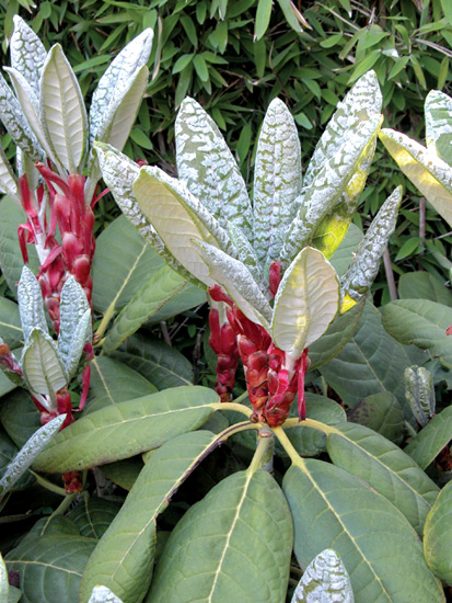 R. kesangiae in the garden of Jens Birck, Copenhagen,
Denmark