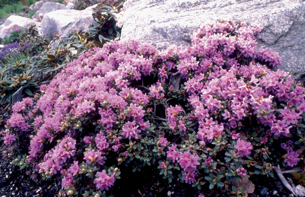 R. 'Frosthexe', at the Tromsø Botanic
Garden, Norway