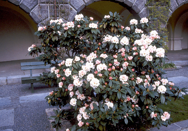 R. bureavii at the Muséhagen in Bergen, Norway