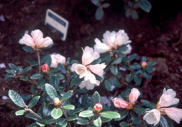 R. tsariense 'Yum Yum' in the garden of
Börje Malmgren, Malmoe, Sweden